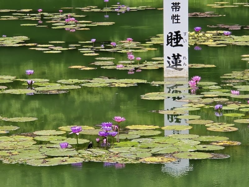 2025-05-14 九州親子自由行Day5 九州自然動物園