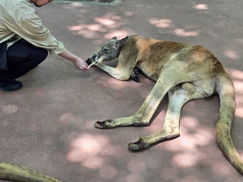 2025-05-14 九州親子自由行Day5 九州自然動物園