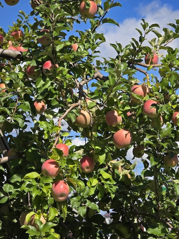 2025-09-27 星動秋田2.0 Day3《鶴之舞橋》富