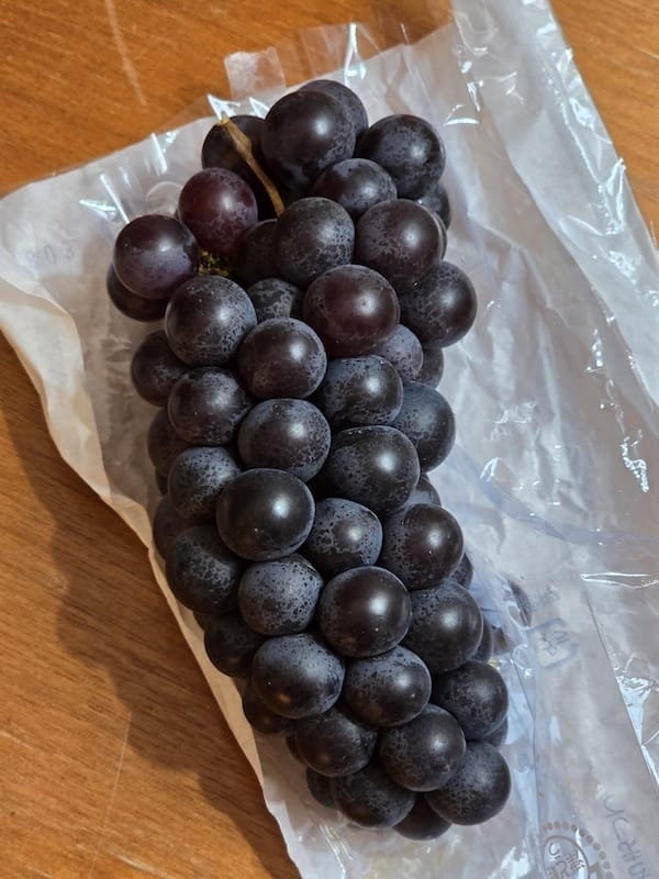 2025-09-27 星動秋田2.0 Day3《鶴之舞橋》富