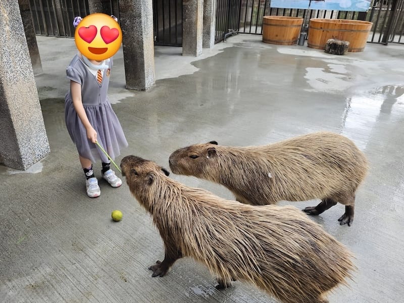 2025-07-28 綠舞日式主題園區萌寵互動+和服體驗+