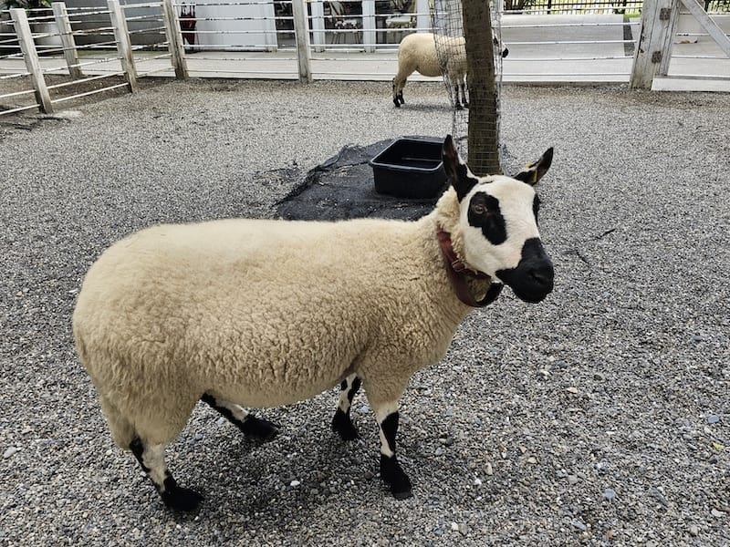 2025-07-28 綠舞日式主題園區萌寵互動+和服體驗+