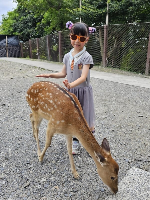 2025-07-28 綠舞日式主題園區萌寵互動+和服體驗+