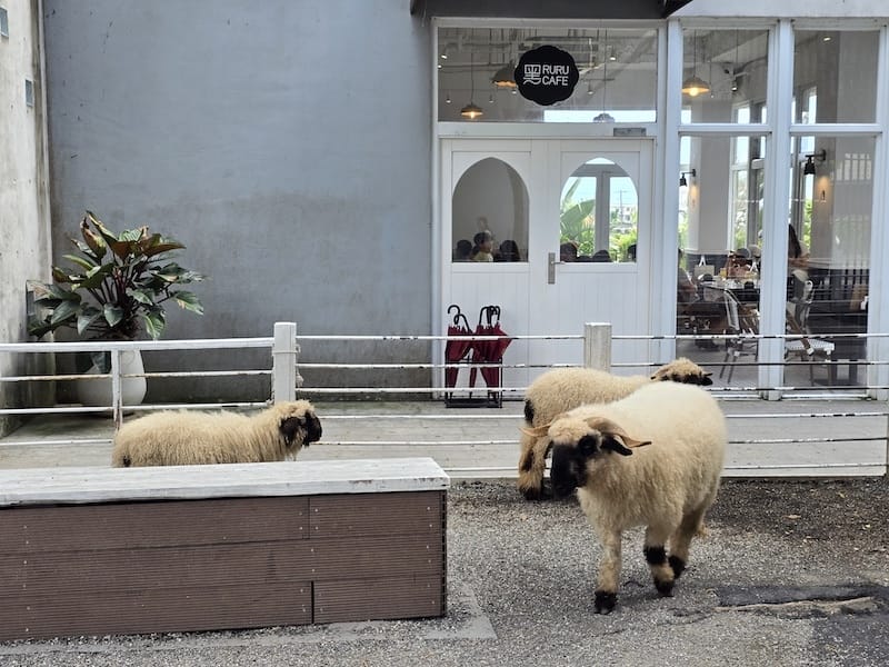 2025-07-28 綠舞日式主題園區萌寵互動+和服體驗+