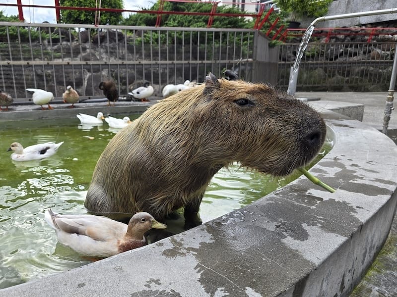2025-07-28 綠舞日式主題園區萌寵互動+和服體驗+