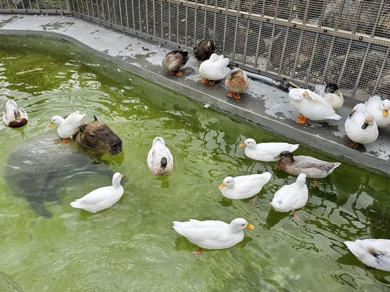 2025-07-28 綠舞日式主題園區萌寵互動+和服體驗+