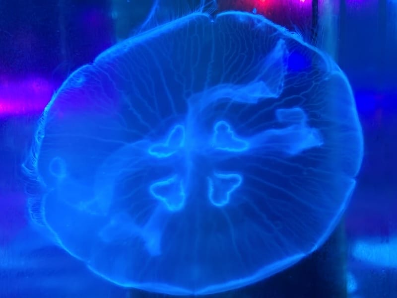 2025-06-01 遠雄海洋夜未眠二訪大洋池幸福區