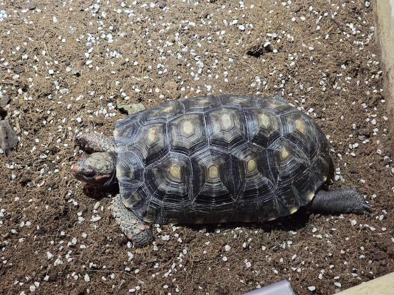 2025-06-01 遠雄海洋夜未眠二訪大洋池幸福區