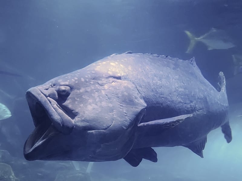 2025-06-01 遠雄海洋夜未眠二訪大洋池幸福區