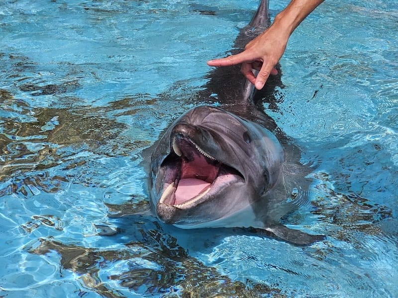 2025-06-01 遠雄海洋夜未眠二訪大洋池幸福區