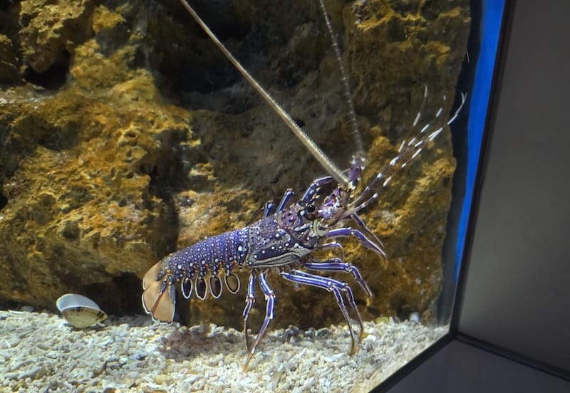 2025-06-01 遠雄海洋夜未眠二訪大洋池幸福區