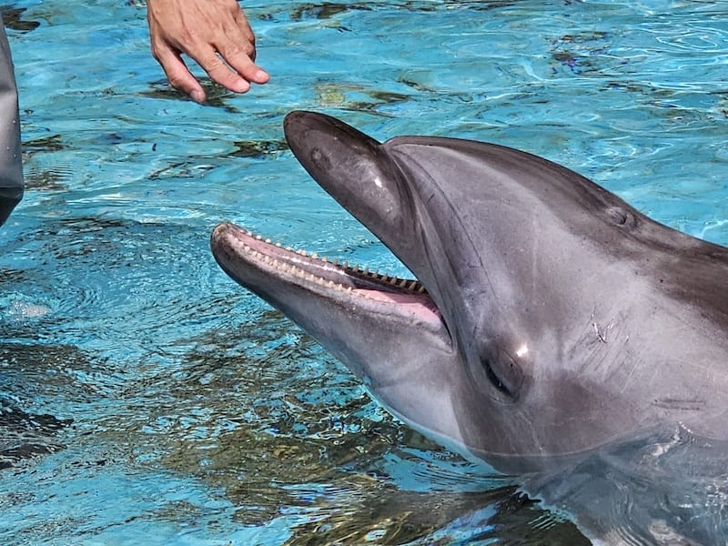 2025-06-01 遠雄海洋夜未眠二訪大洋池幸福區