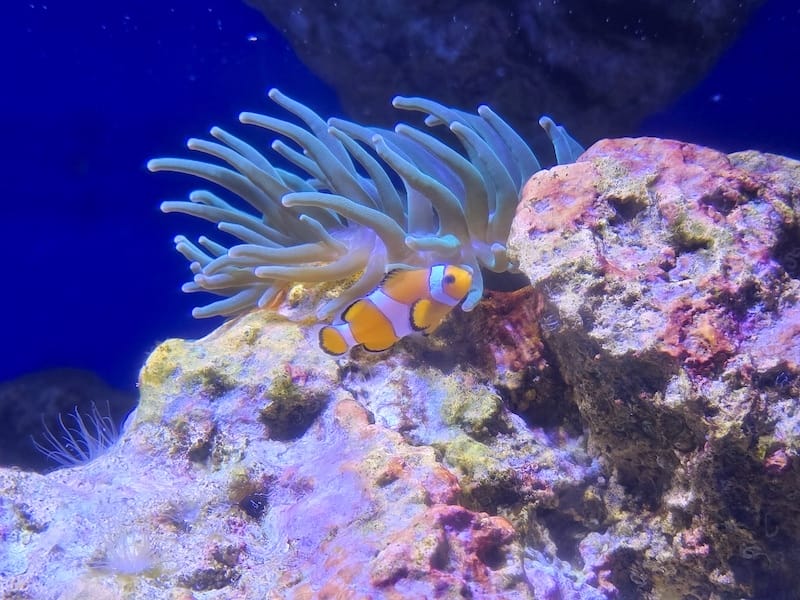 2025-06-01 遠雄海洋夜未眠二訪大洋池幸福區