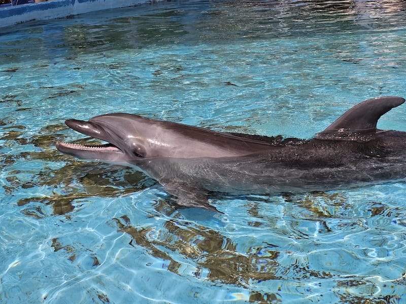 2025-06-01 遠雄海洋夜未眠二訪大洋池幸福區