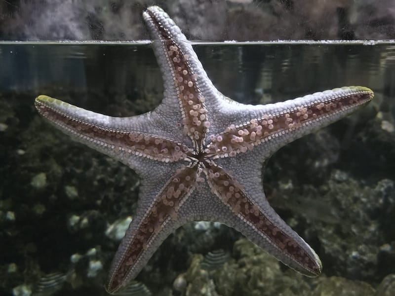 2025-06-01 遠雄海洋夜未眠二訪大洋池幸福區