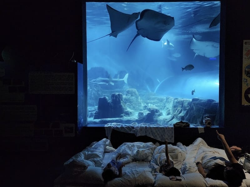 2025-06-01 遠雄海洋夜未眠二訪大洋池幸福區