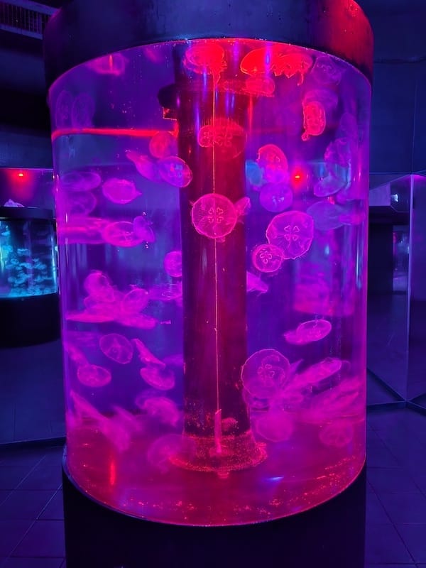 2025-06-01 遠雄海洋夜未眠二訪大洋池幸福區