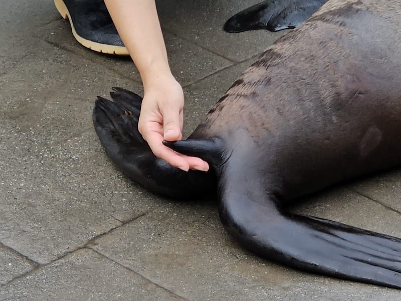 2025-06-01 遠雄海洋夜未眠二訪大洋池幸福區