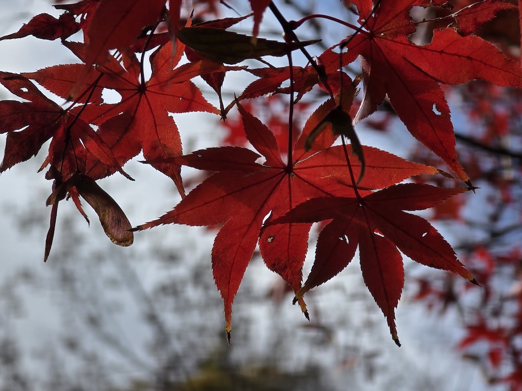 2025-11-29 東京親子賞楓旅Day3-1 六義園與螃蟹道樂