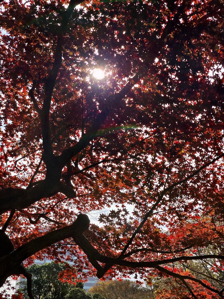 2025-11-29 東京親子賞楓旅Day3-1 六義園與螃蟹道樂