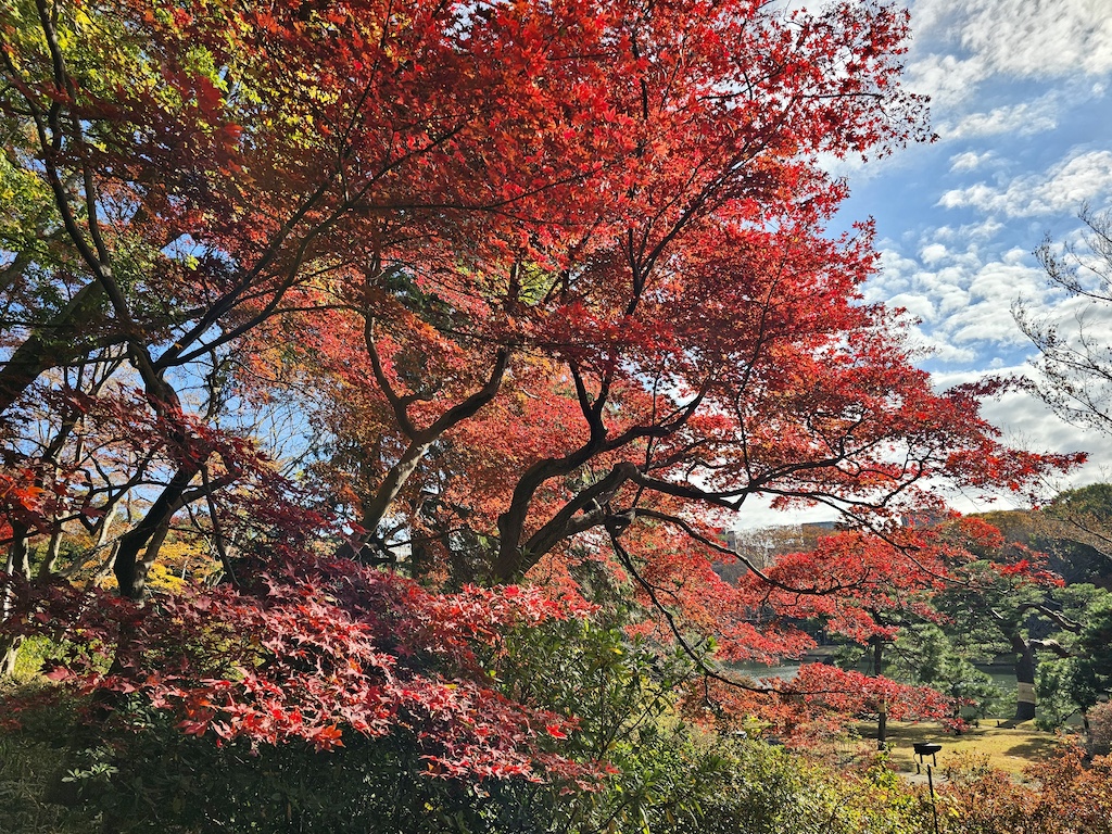 2025-11-29 東京親子賞楓旅Day3-1 六義園與螃蟹道樂