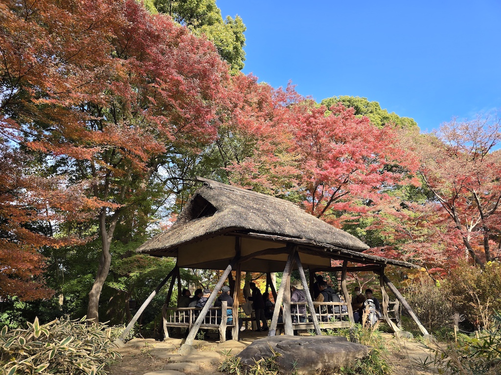 2025-11-29 東京親子賞楓旅Day3-1 六義園與螃蟹道樂