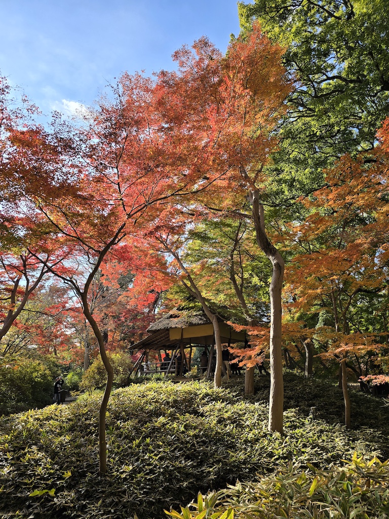2025-11-29 東京親子賞楓旅Day3-1 六義園與螃蟹道樂