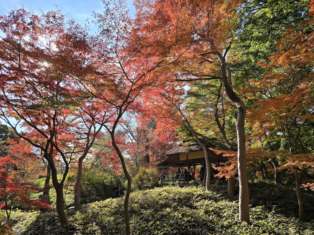 2025-11-29 東京親子賞楓旅Day3-1 六義園與螃蟹道樂