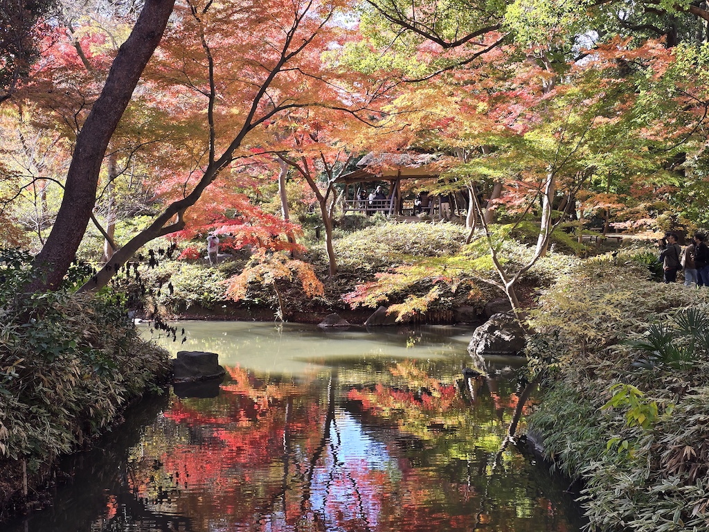 2025-11-29 東京親子賞楓旅Day3-1 六義園與螃蟹道樂