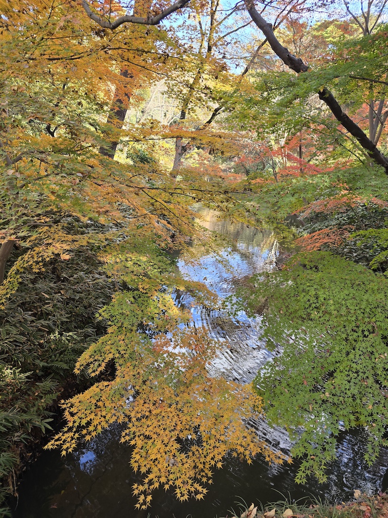 2025-11-29 東京親子賞楓旅Day3-1 六義園與螃蟹道樂