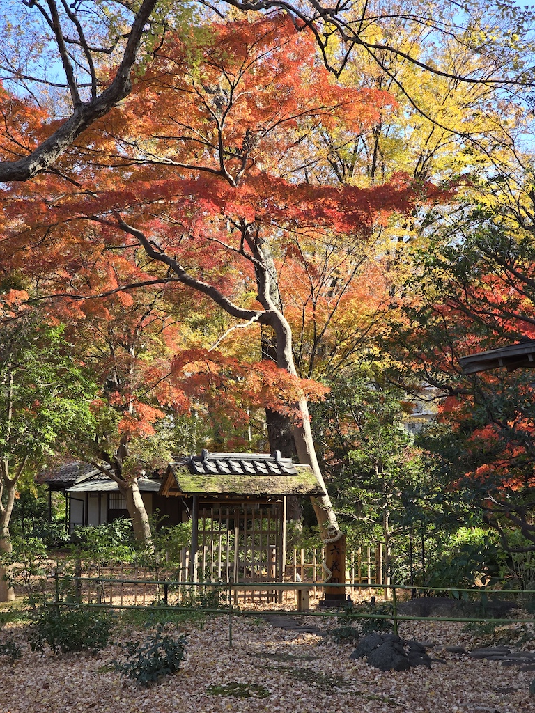 2025-11-29 東京親子賞楓旅Day3-1 六義園與螃蟹道樂