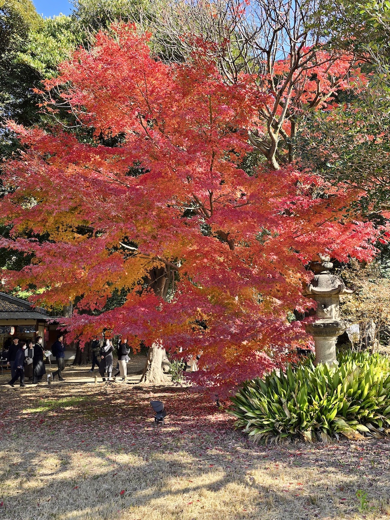 2025-11-29 東京親子賞楓旅Day3-1 六義園與螃蟹道樂