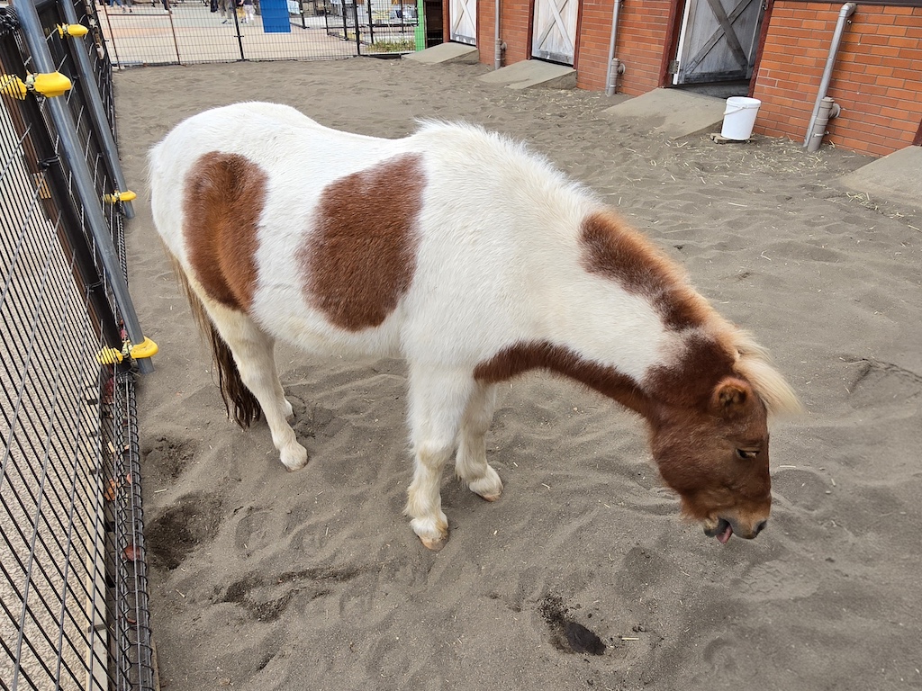 2025-11-29 東京親子賞楓旅Day3-2 荒川遊樂園+炸豬排一勝