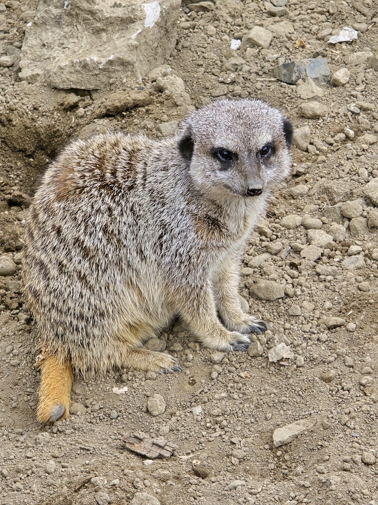 2025-11-29 東京親子賞楓旅Day3-2 荒川遊樂園+炸豬排一勝