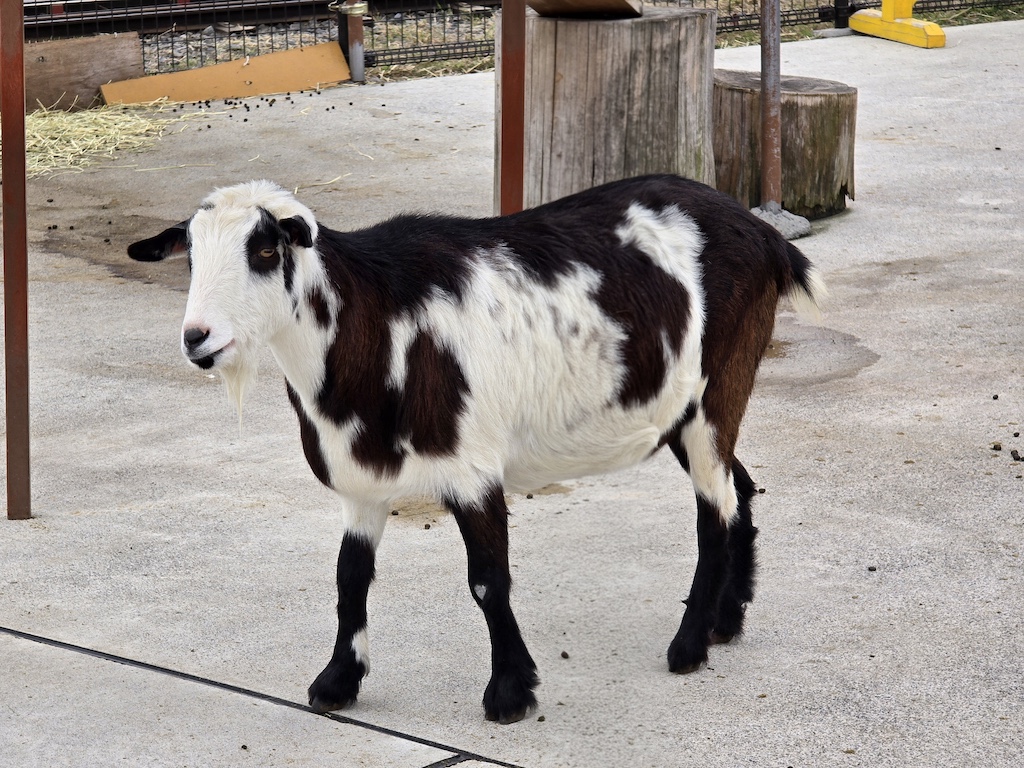2025-11-29 東京親子賞楓旅Day3-2 荒川遊樂園+炸豬排一勝