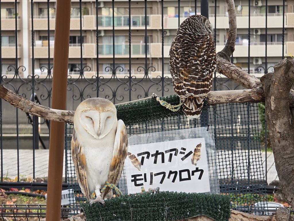 2025-11-29 東京親子賞楓旅Day3-2 荒川遊樂園+炸豬排一勝