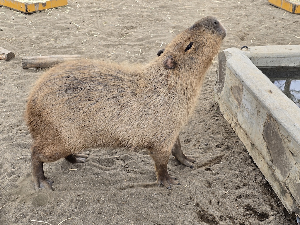 2025-11-29 東京親子賞楓旅Day3-2 荒川遊樂園+炸豬排一勝