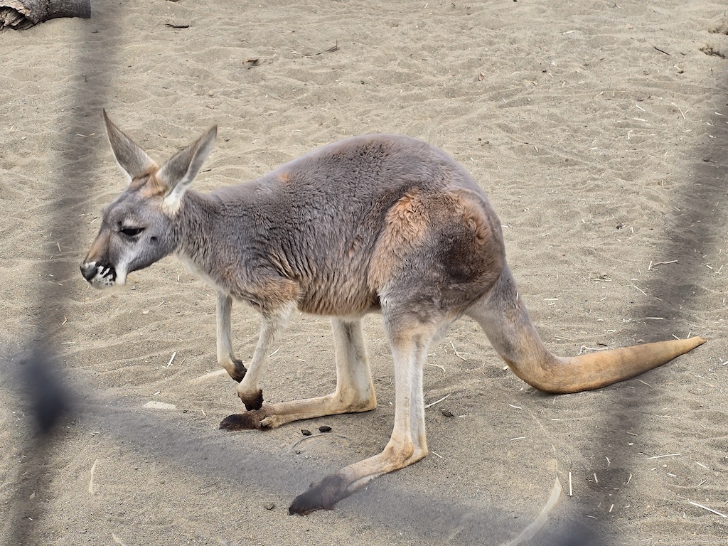 2025-11-29 東京親子賞楓旅Day3-2 荒川遊樂園+炸豬排一勝