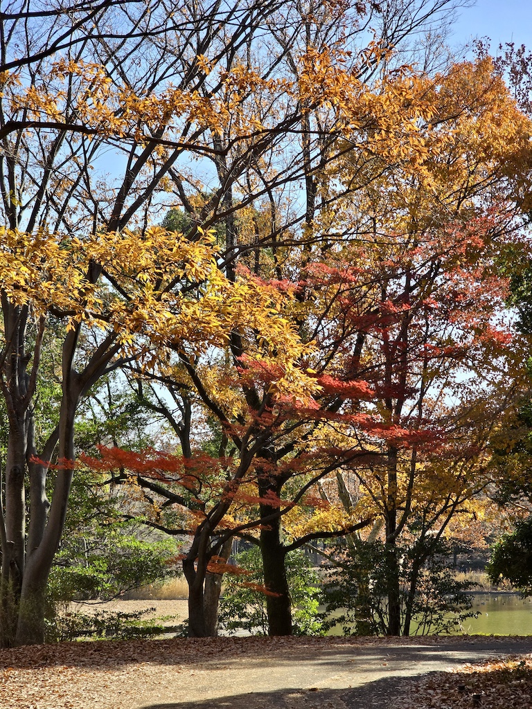 2025-11-30 東京親子賞楓旅 Day4-1 昭和紀念公園+Harbs慶生