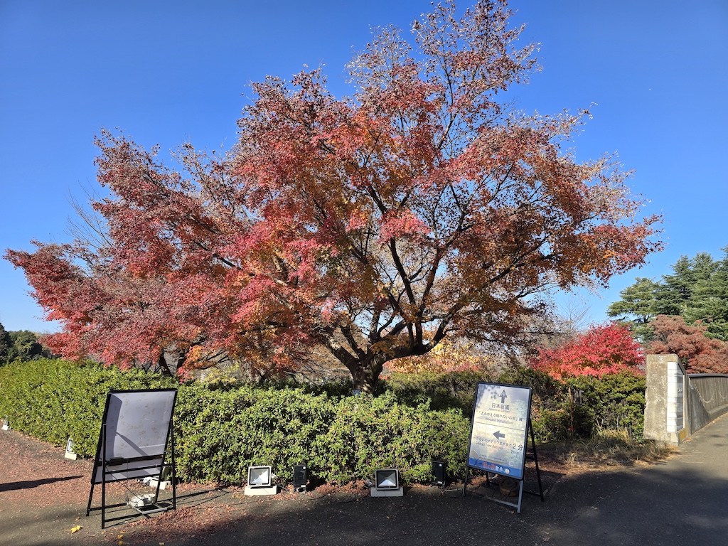 2025-11-30 東京親子賞楓旅 Day4-1 昭和紀念公園+Harbs慶生