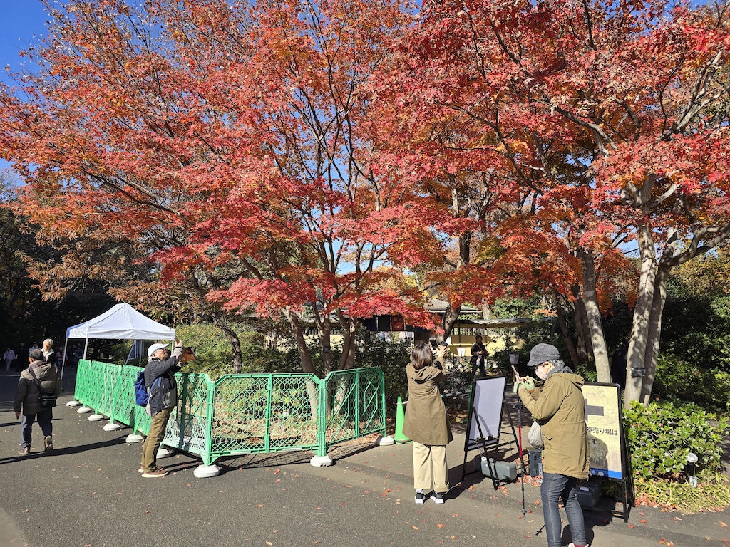 2025-11-30 東京親子賞楓旅 Day4-1 昭和紀念公園+Harbs慶生
