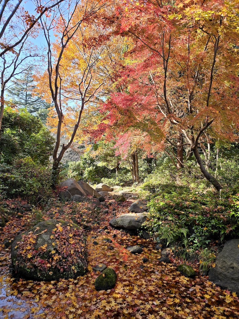 2025-11-30 東京親子賞楓旅 Day4-1 昭和紀念公園+Harbs慶生