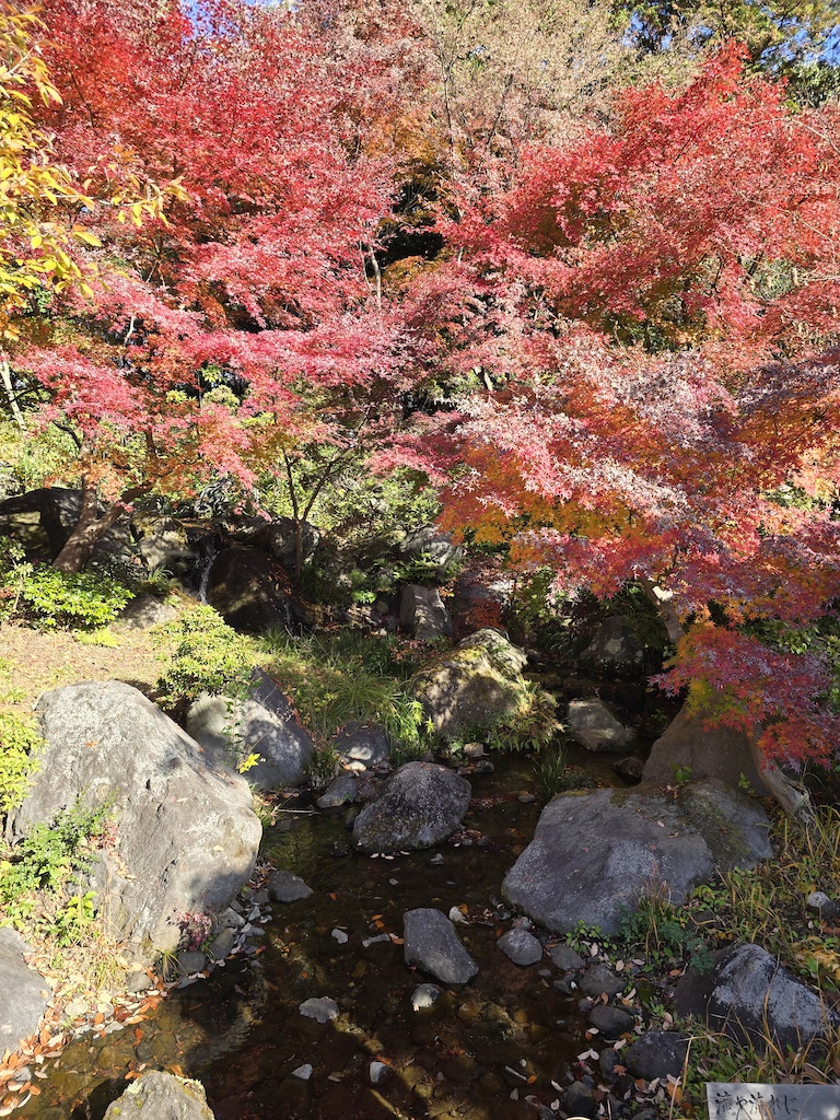 2025-11-30 東京親子賞楓旅 Day4-1 昭和紀念公園+Harbs慶生