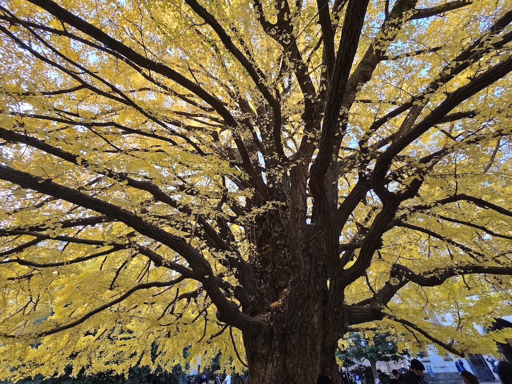 2025-11-30 東京親子賞楓旅Day4-2 東大銀杏＋東京車站伴手禮＋やぶ久