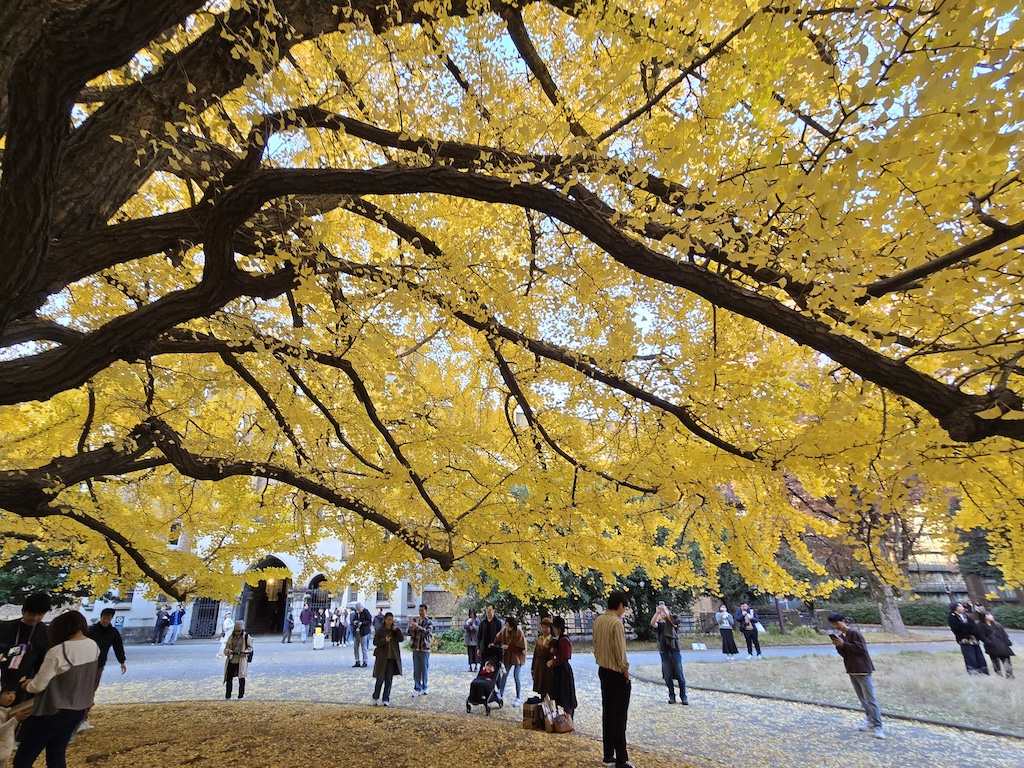2025-11-30 東京親子賞楓旅Day4-2 東大銀杏＋東京車站伴手禮＋やぶ久