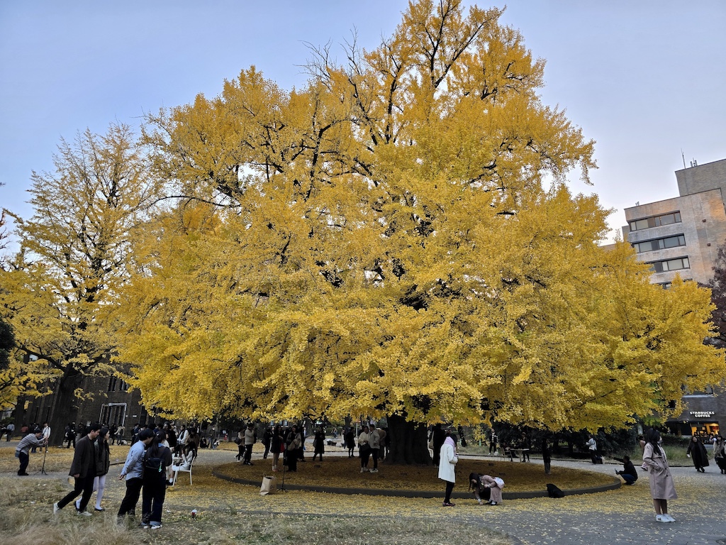 2025-11-30 東京親子賞楓旅Day4-2 東大銀杏＋東京車站伴手禮＋やぶ久