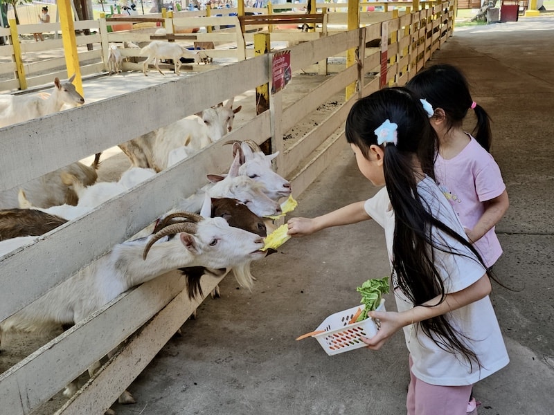 泰國親子遊~芭達雅小綿羊農莊:近距離餵食、童話小鎮超放電 - 第10張圖 泰國親子遊~芭達雅小綿羊農莊:近距離餵食、童話小鎮超放電