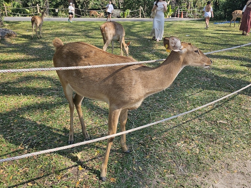 【2026 綠山動物園包車攻略】綠山動物園一日遊,輕鬆看大象游泳與Moo Deng彈力豬! - 第13張圖 【2026 綠山動物園包車攻略】綠山動物園一日遊,輕鬆看大象游泳與Moo Deng彈力豬!