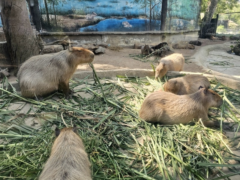 【2026 綠山動物園包車攻略】綠山動物園一日遊,輕鬆看大象游泳與Moo Deng彈力豬! - 第14張圖 【2026 綠山動物園包車攻略】綠山動物園一日遊,輕鬆看大象游泳與Moo Deng彈力豬!