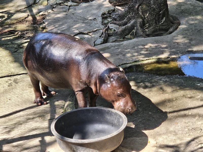 【2026 綠山動物園包車攻略】綠山動物園一日遊,輕鬆看大象游泳與Moo Deng彈力豬! - 第22張圖 【2026 綠山動物園包車攻略】綠山動物園一日遊,輕鬆看大象游泳與Moo Deng彈力豬!